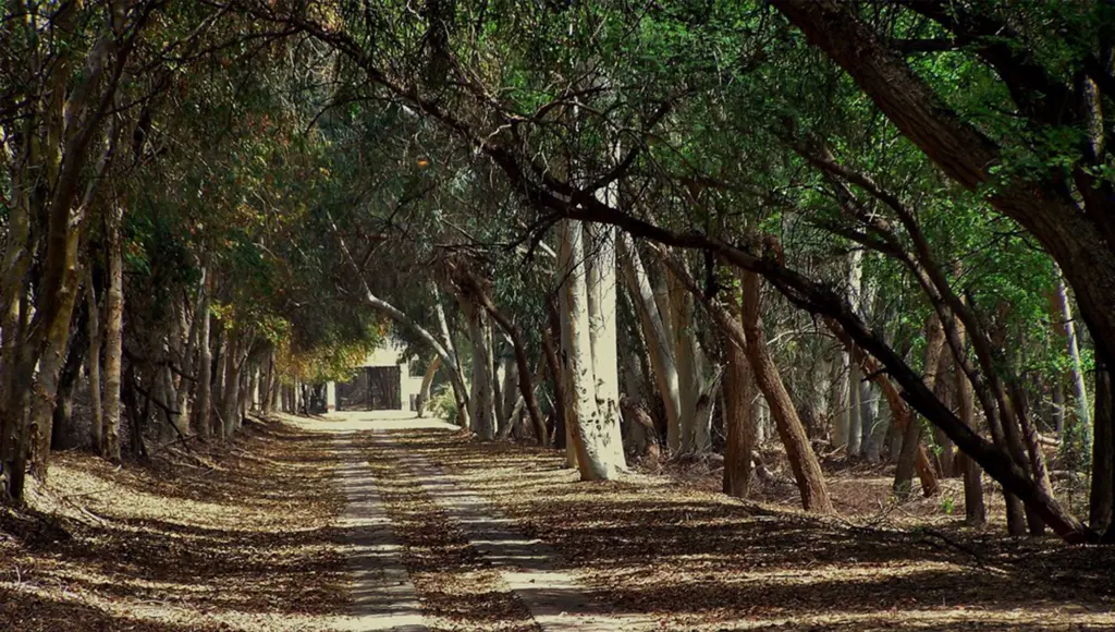 Lal Suhanra National Park, Pakistan